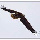 Seeadler_19.3_6