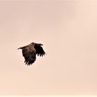 Seeadler2