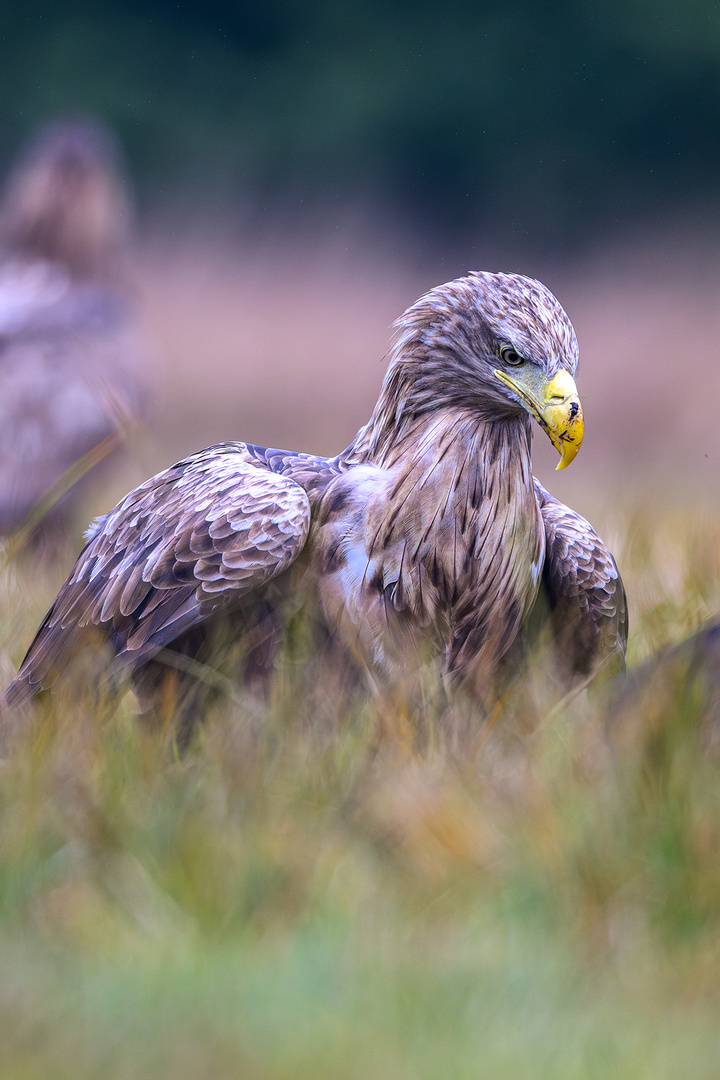 Seeadler_2