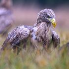 Seeadler_2