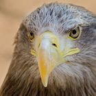 Seeadler2