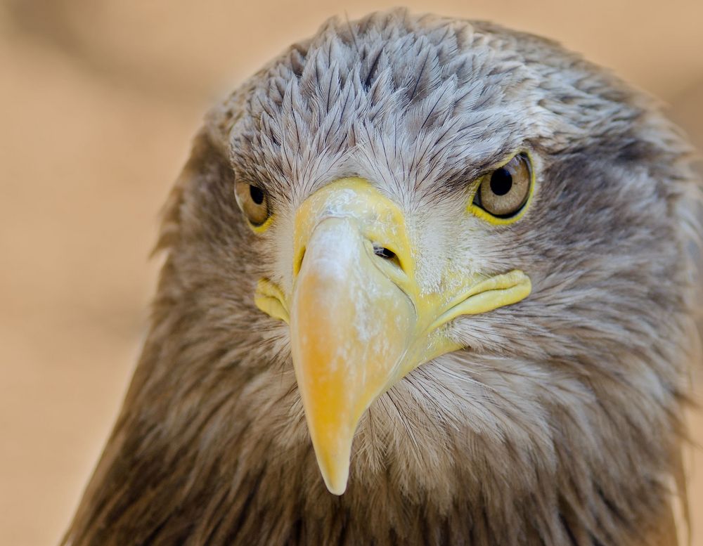 Seeadler2