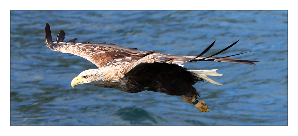 Seeadler....2