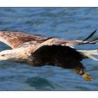 Seeadler....2