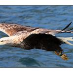 Seeadler....2