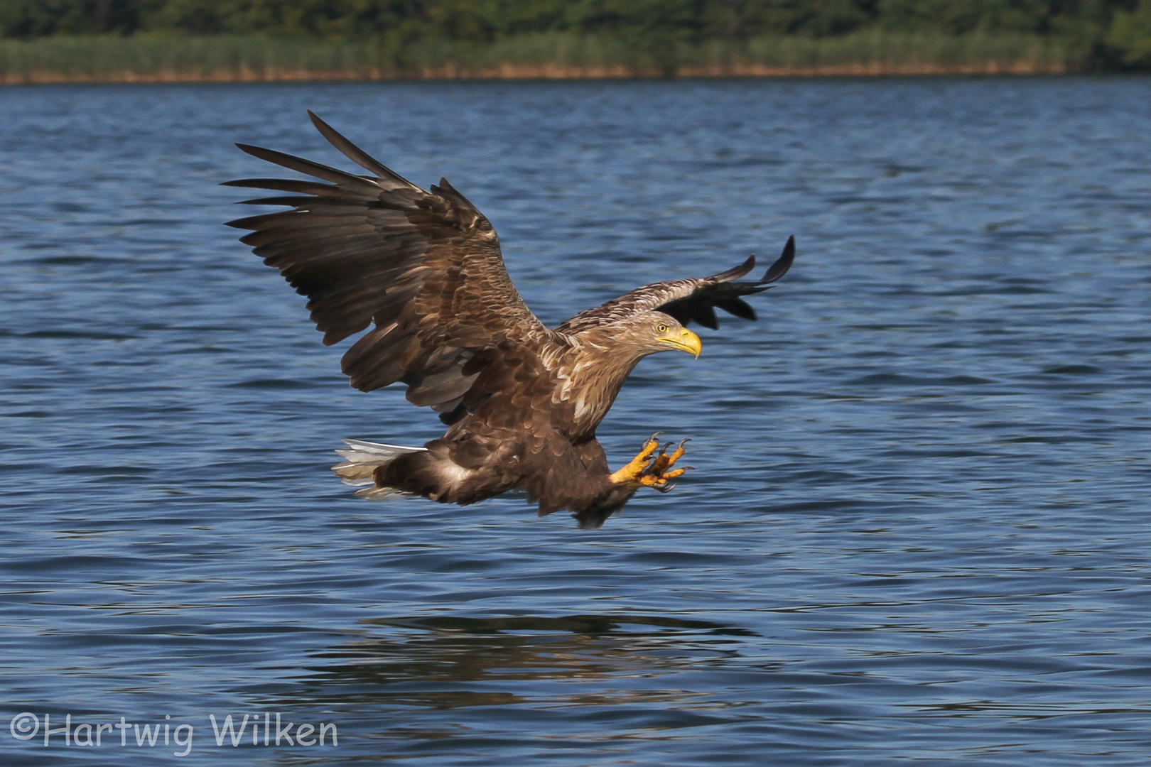 Seeadler2