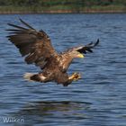 Seeadler2