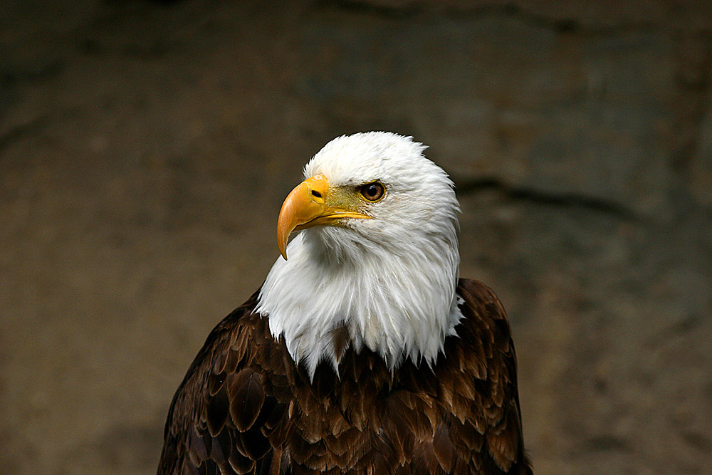 Seeadler2