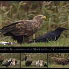 Seeadler_2022_11_22