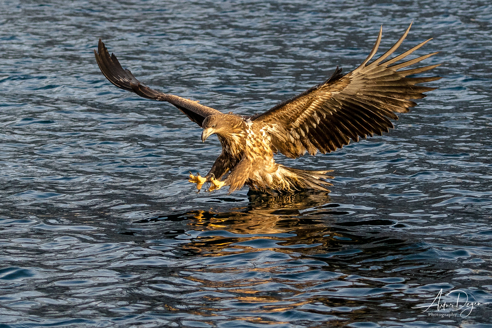 Seeadler3