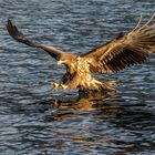 Seeadler3