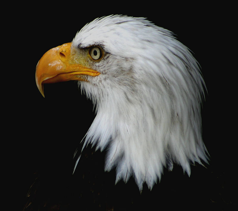 Seeadler.4.