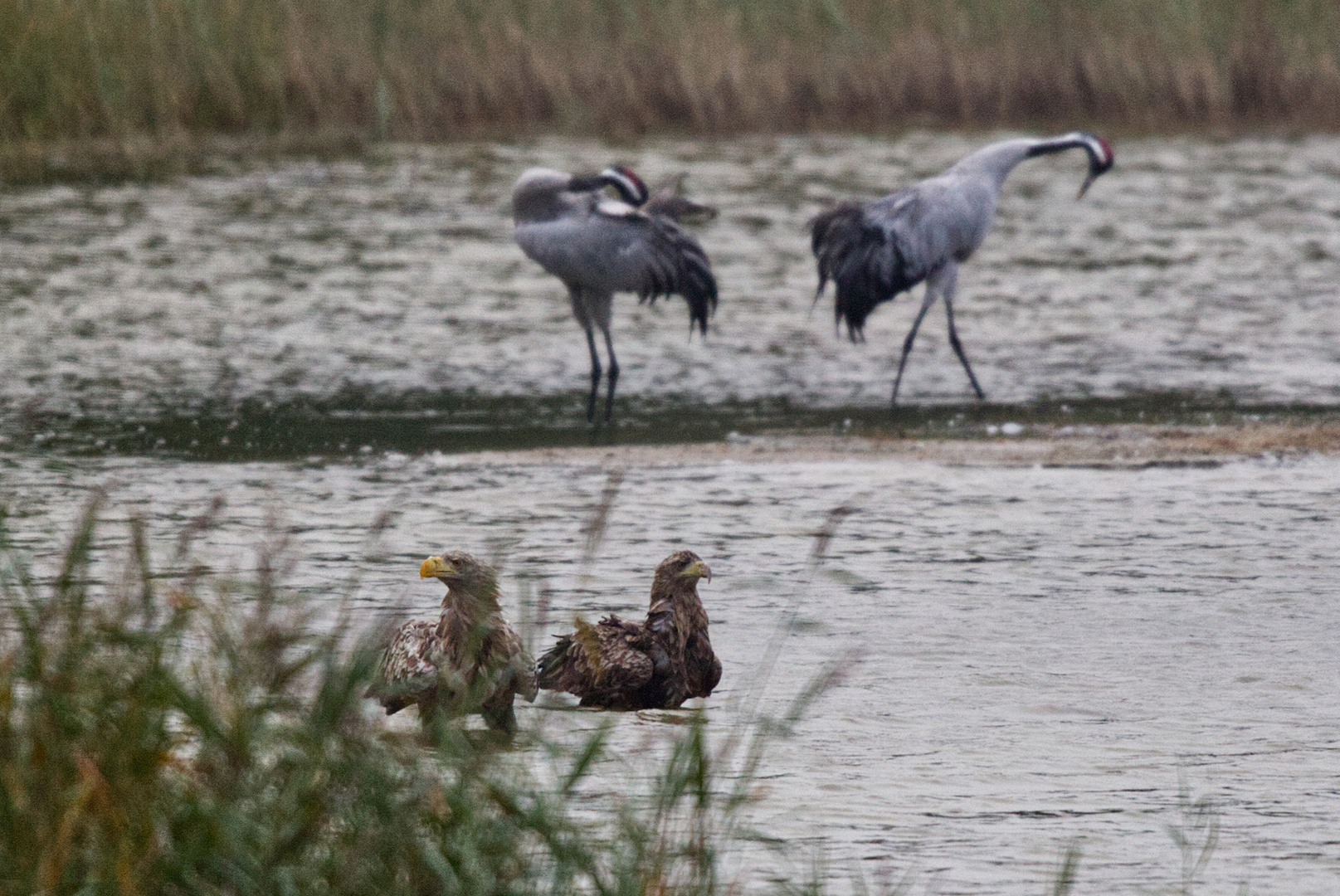 Seeadler_adult_und_Jung_IMG_0319