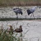 Seeadler_adult_und_Jung_IMG_0319