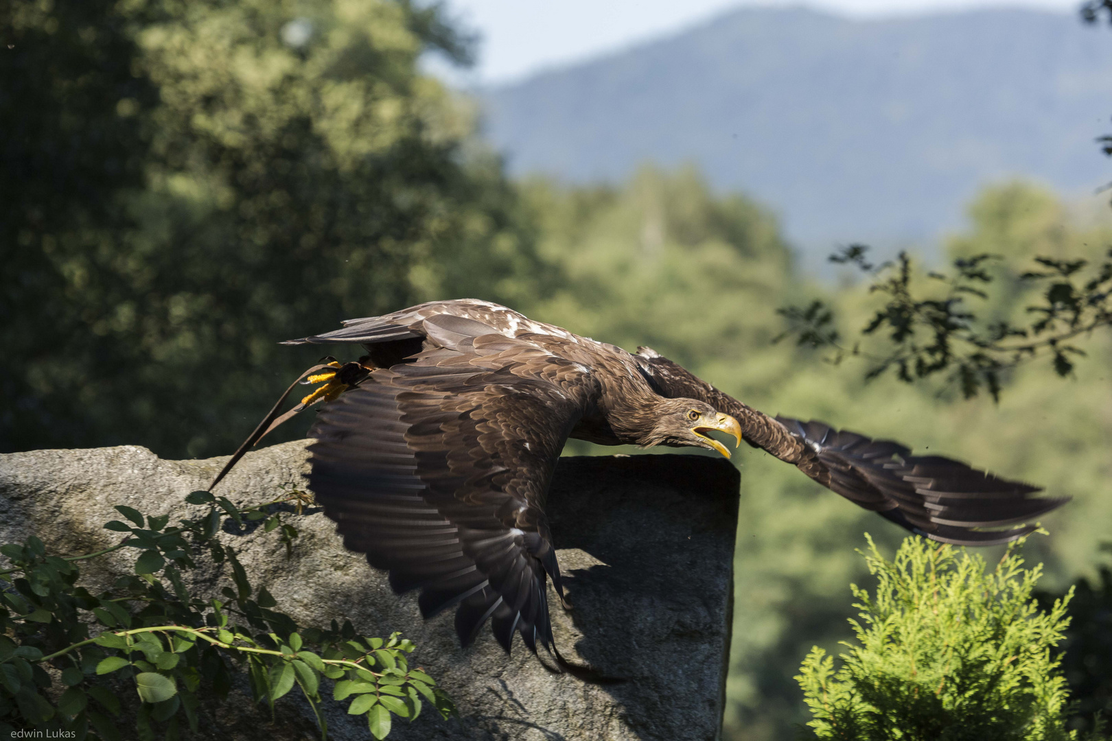 Seeadler......Atila