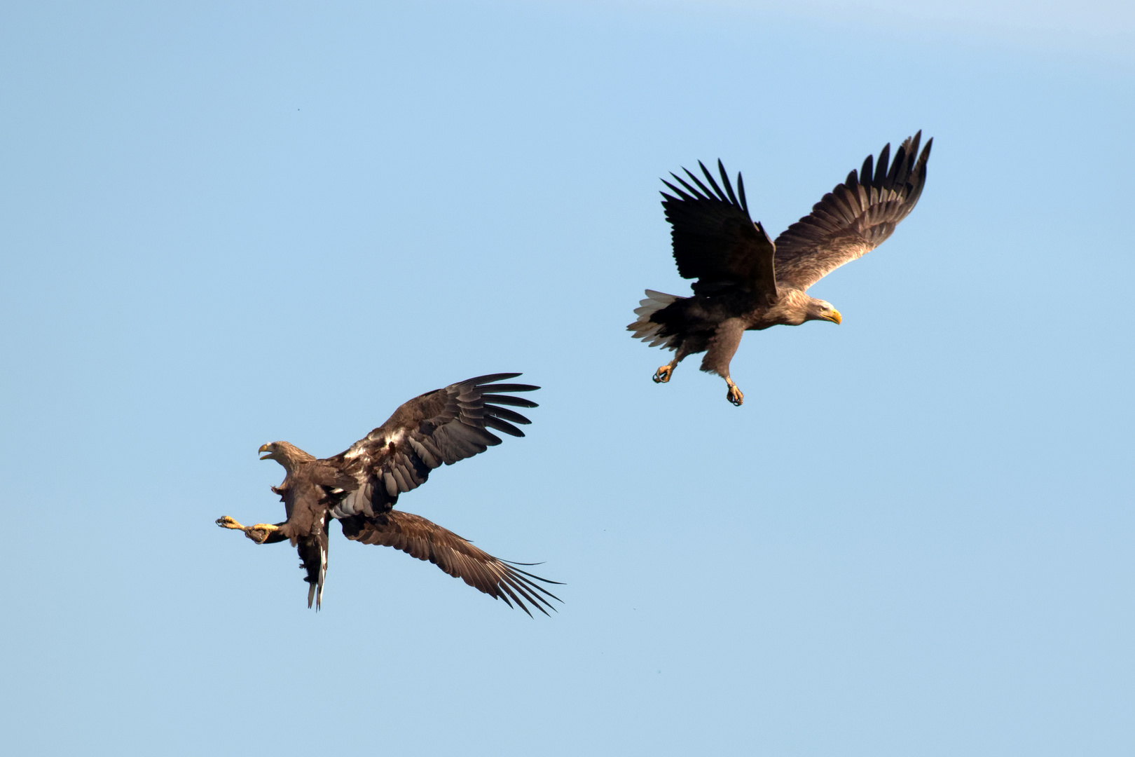 Seeadlerbegegnung - Rangelei der Könige (Haliaeetus albicilla)