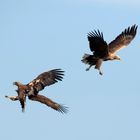 Seeadlerbegegnung - Rangelei der Könige (Haliaeetus albicilla)