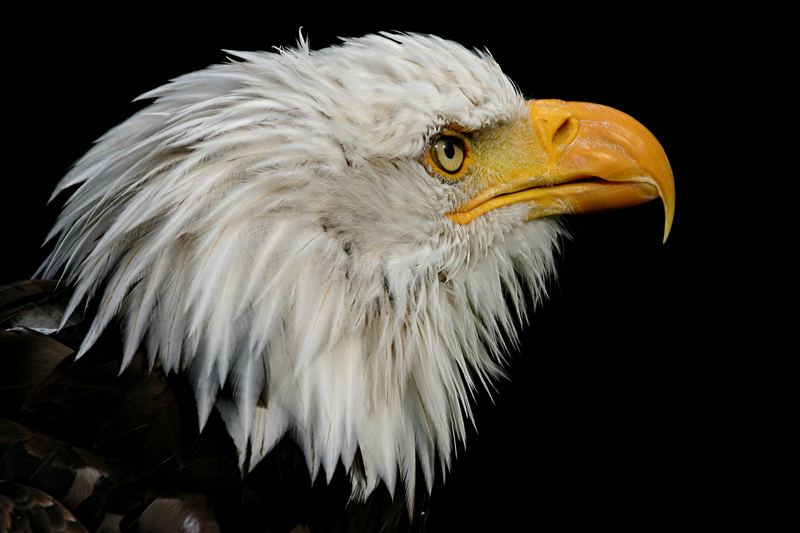 Seeadler,der Kaiser der Greifvögel!