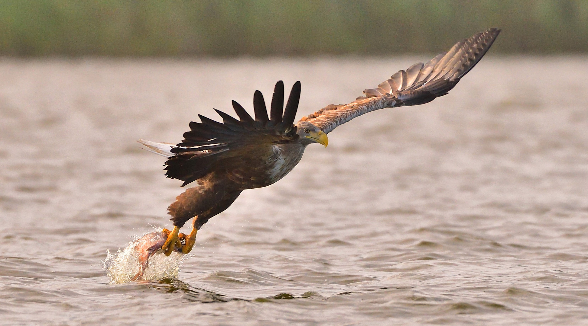 Seeadler,erfolgreich gegriffen!