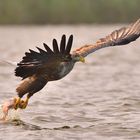 Seeadler,erfolgreich gegriffen!