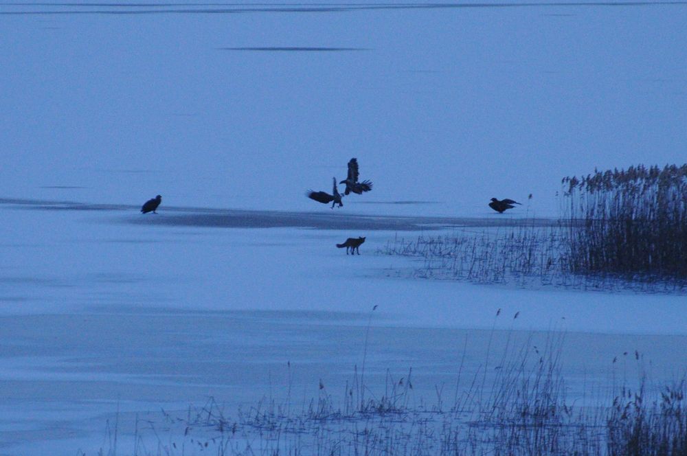 Seeadler/Fuchs