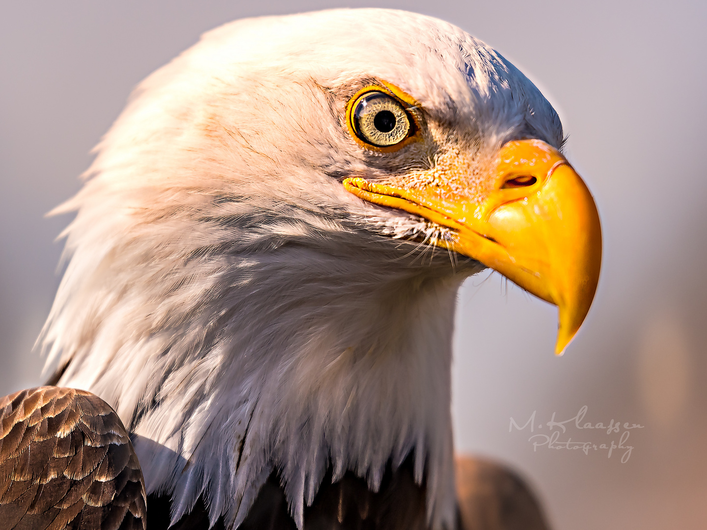 Seeadler(Haliaeetus albicilla)