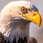 Seeadler(Haliaeetus albicilla)