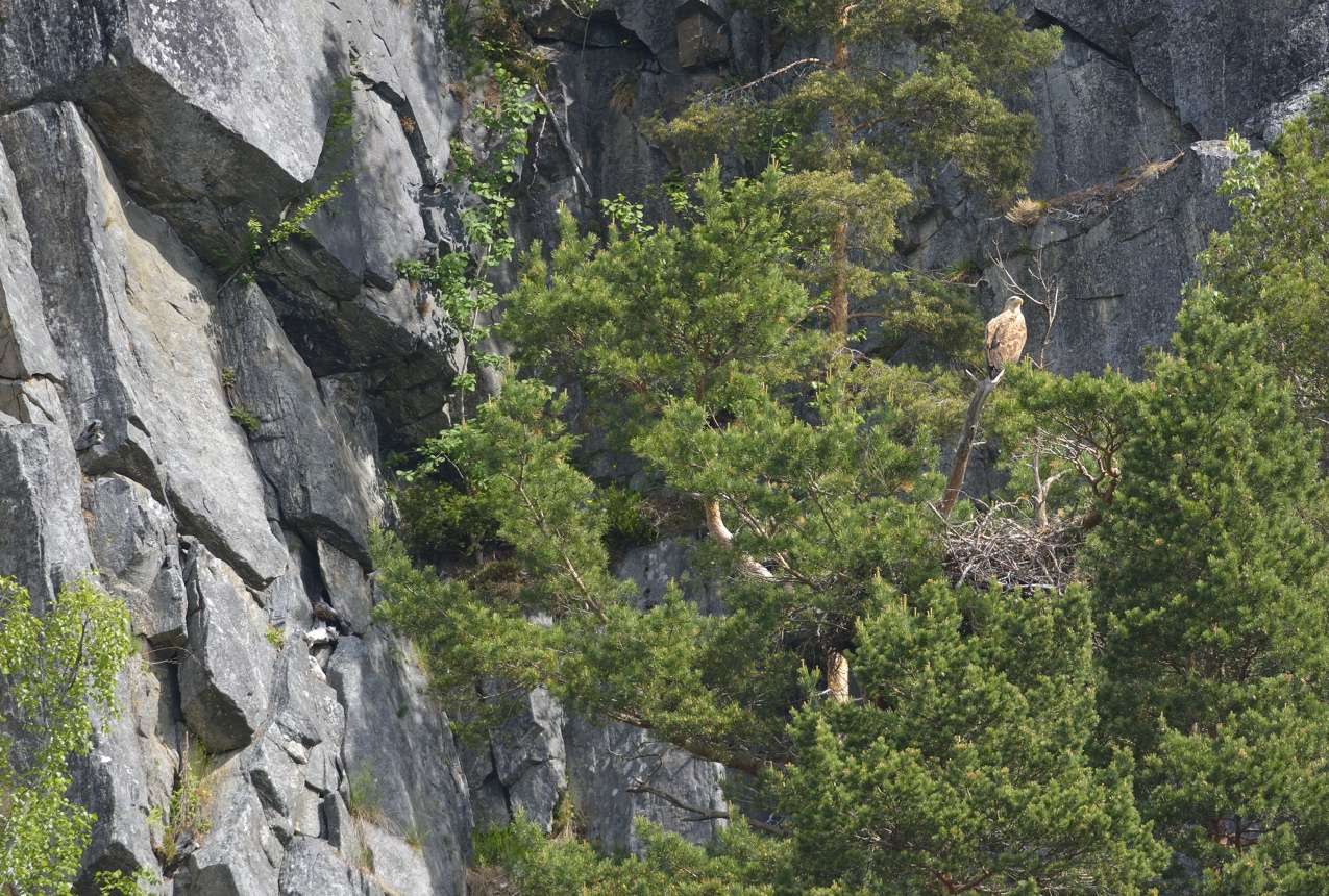 Seeadlerhorst am Romsdalfjord