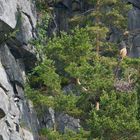 Seeadlerhorst am Romsdalfjord