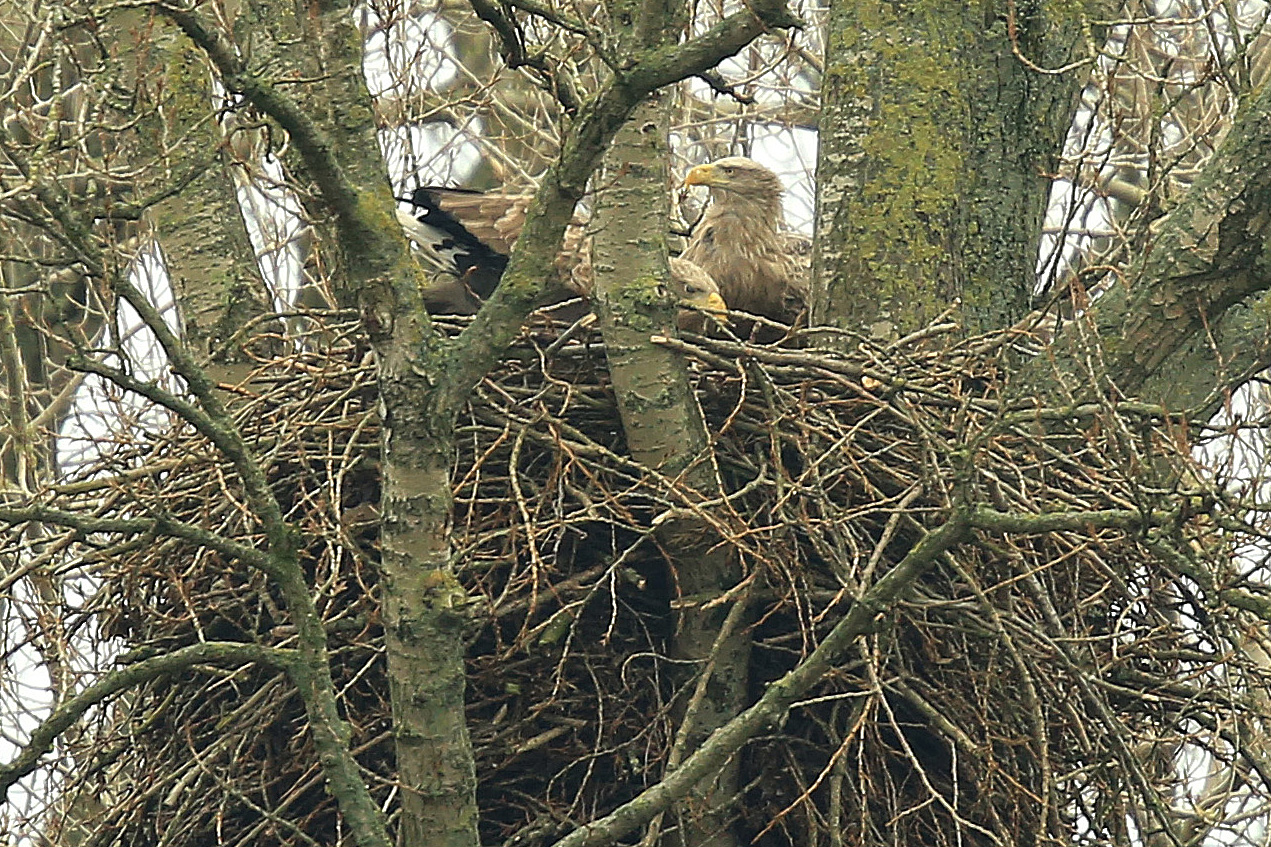 Seeadlerhorst im NSG Heuckenlock, Hamburg, Süderelbe