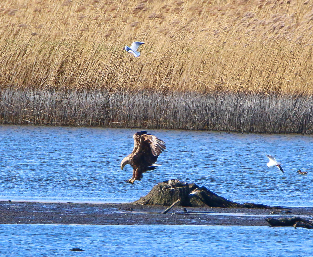 Seeadler(Landung)