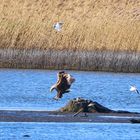 Seeadler(Landung)