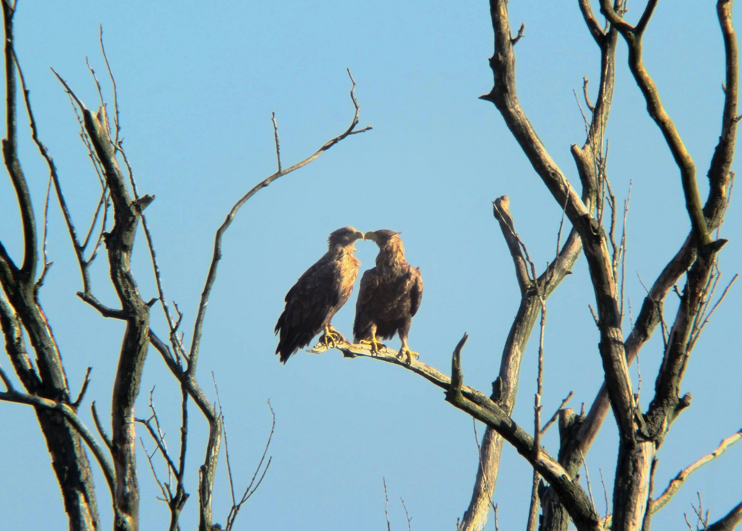 Seeadlerliebe