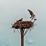 Seeadlernest bei Blankensee (TF),- Digizoom ist aus ...