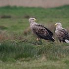 Seeadlerpaar (Haliaeetus albicilla) ....