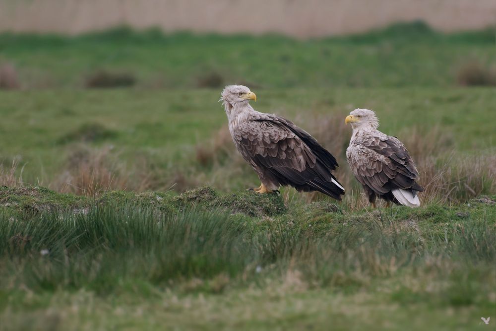 Seeadlerpaar (Haliaeetus albicilla) ....