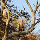 Seeadlerpaar im Baum