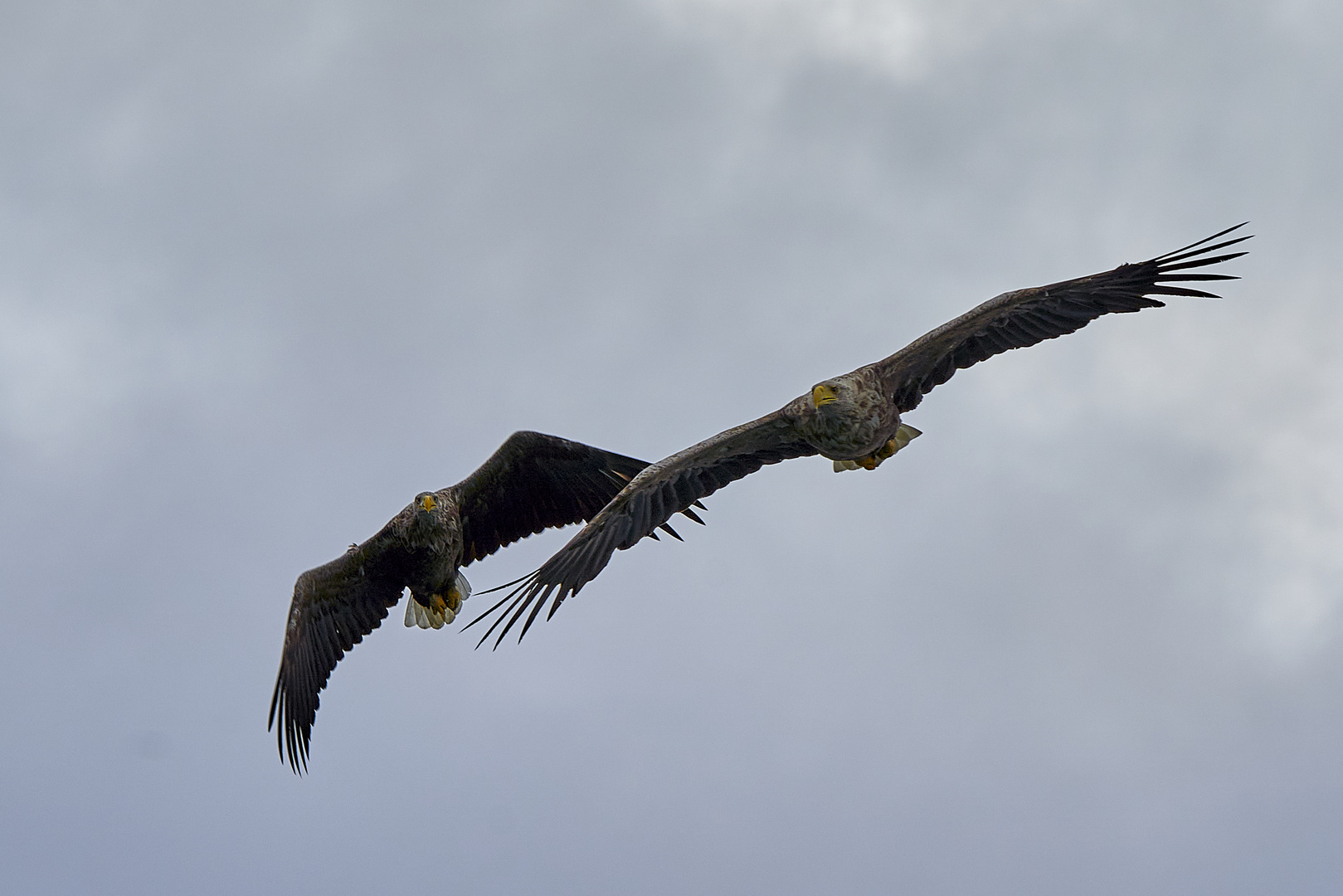 Seeadlerpaar im Flug