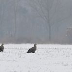 Seeadlerpaar mit Kohldampf