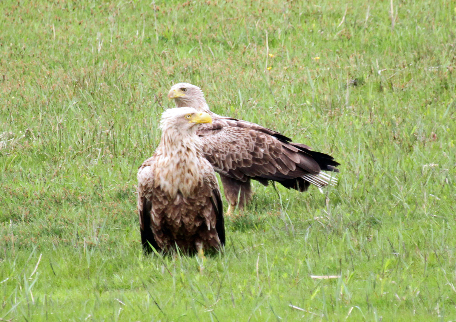 Seeadlerpärchen auf dem Darß