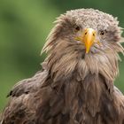 Seeadler.Portrait 001a 