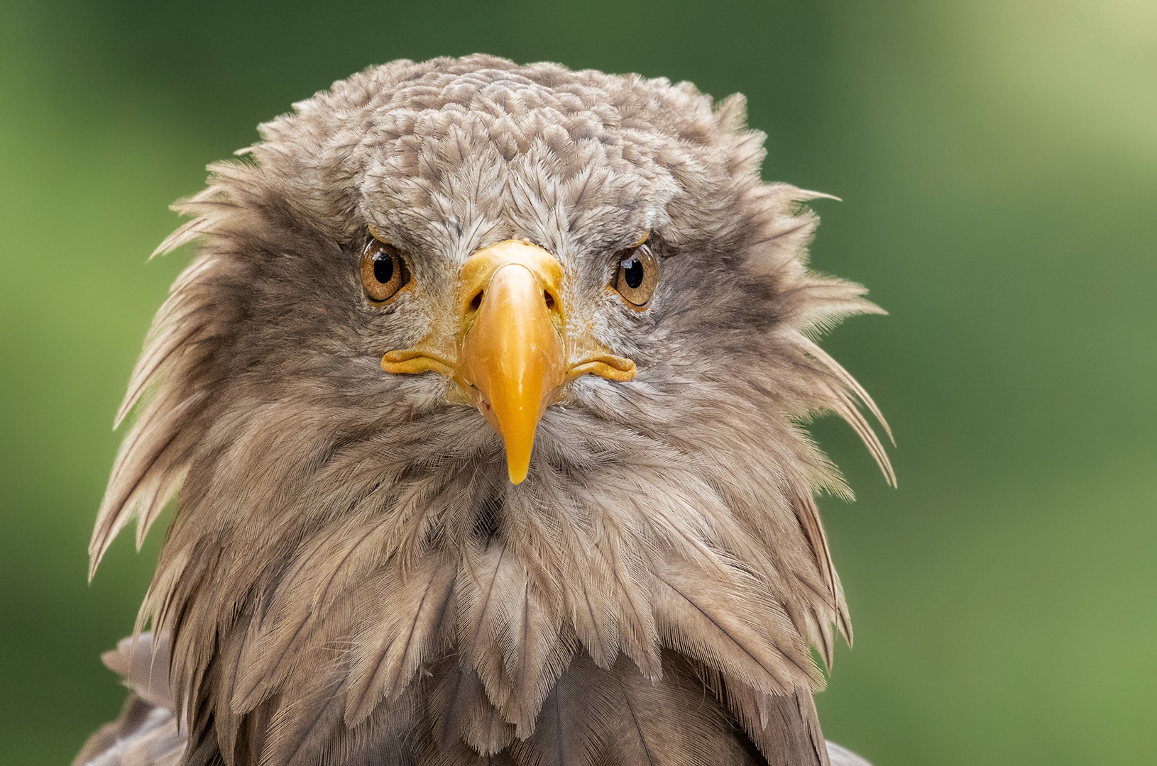 Seeadler.Portrait 009 