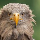 Seeadler.Portrait 009 