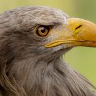 Seeadler.Portrait 012 