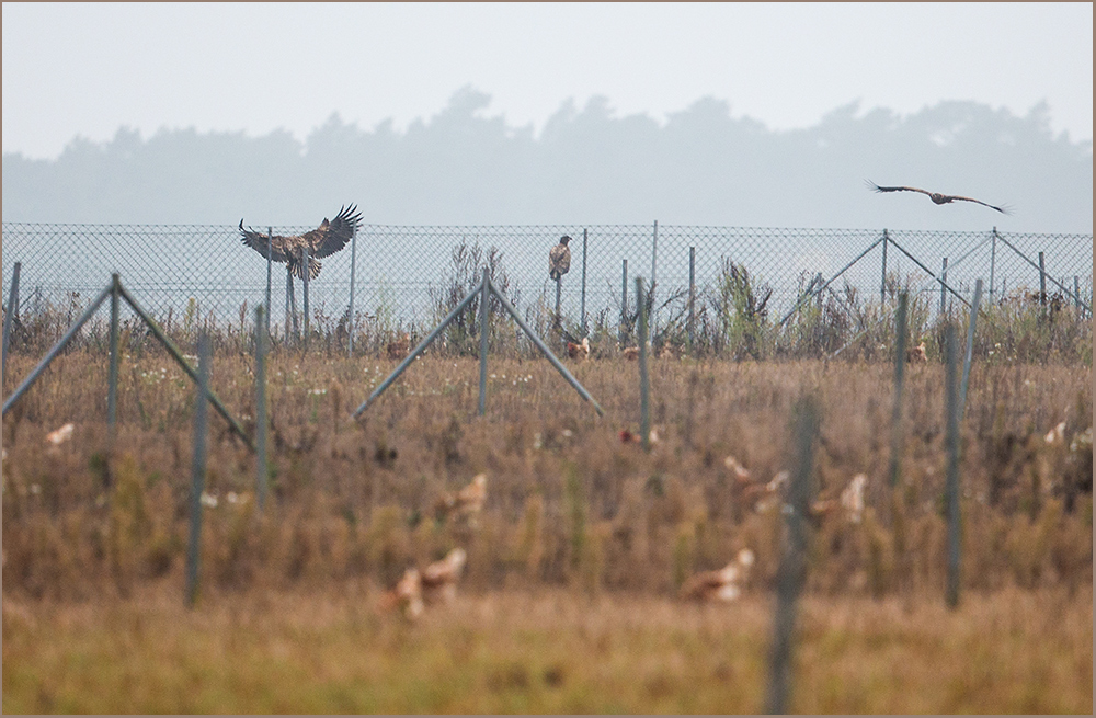 Seeadler`s Schlaraffenland