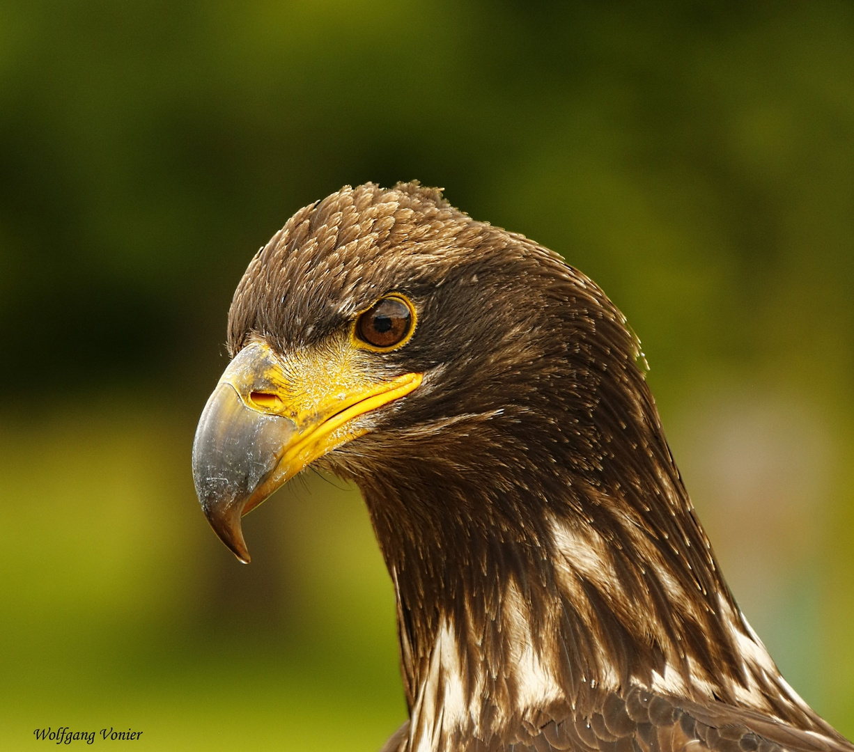 Seeadlerweibchen 