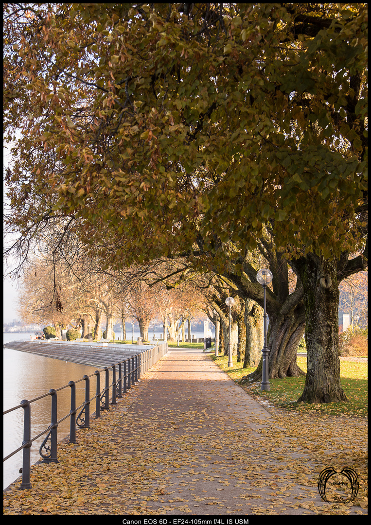 Seeallee Bregenzer Hafen