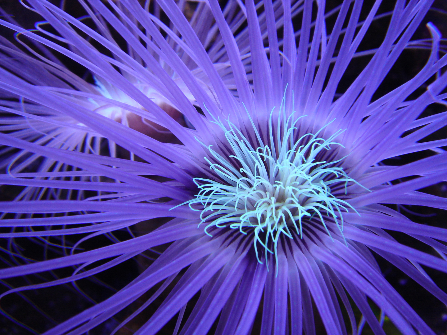 Seeanemone