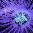 Seeanemone