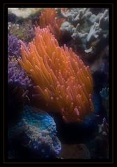 Seeanemone